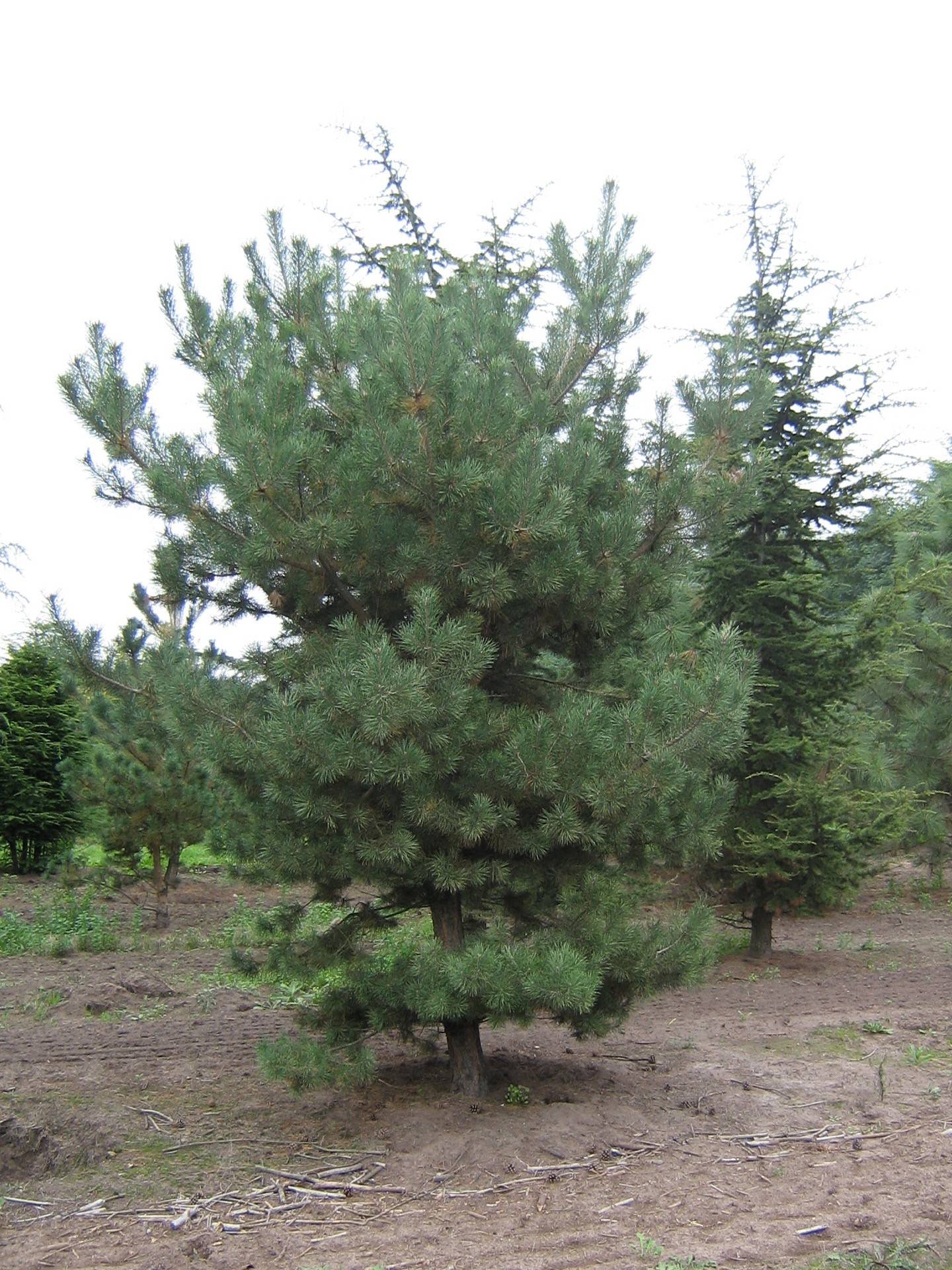 Pinus sylvestris_15